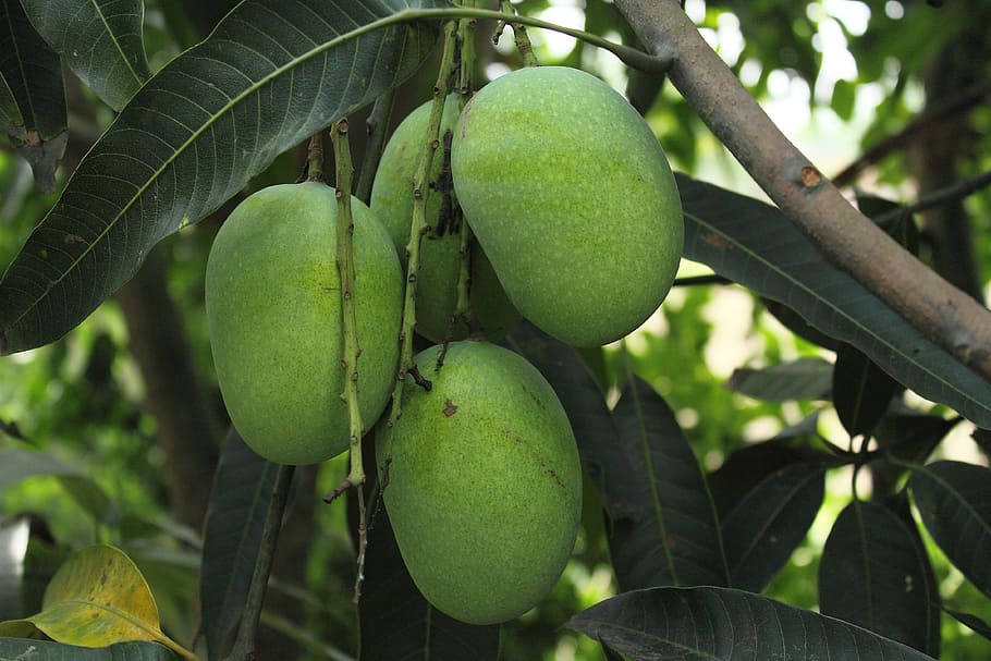 mango wood