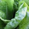 spinach bunch