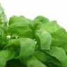spinach calories