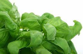 spinach calories