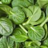 spinach carbs