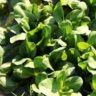 spinach companion plants