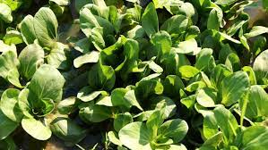 spinach companion plants