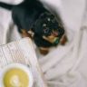 spinach dogs