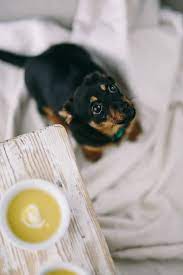 spinach dogs