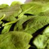 spinach english