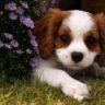 spinach for dogs