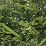 spinach garlic