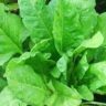 spinach growing