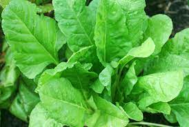 spinach growing
