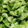 Spinach Health Benefits