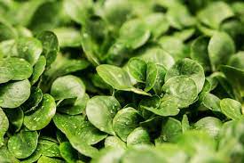 Spinach Health Benefits
