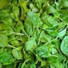 spinach how to grow