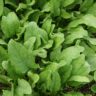 spinach iron content