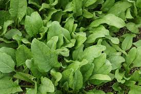 spinach iron