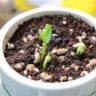 spinach seedlings