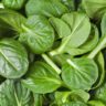 spinach silverbeet