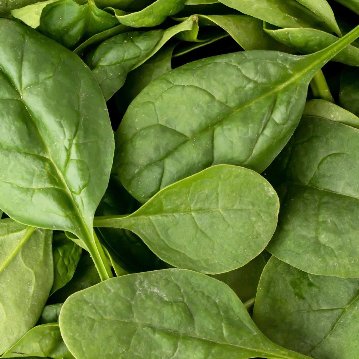 spinach substitute