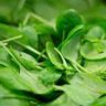 spinach types