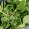 spinach vs baby spinach
