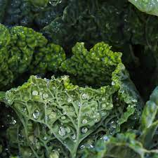 spinach vs kale