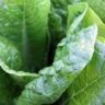 spinach vs silverbeet