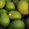 Avocado Varieties