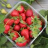 Strawberries How To Grow