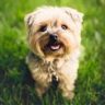 avocado dog toxicity