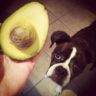 avocado dogs