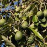 avocado farm