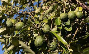 avocado farm