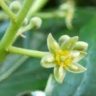 avocado flower