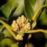 avocado flower buds