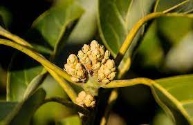 avocado flower buds