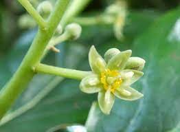 avocado flower