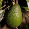 avocado growing