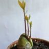 avocado growing from seed