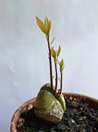 avocado growing from seed