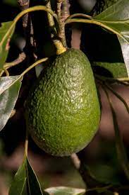 avocado growing