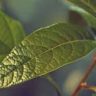 avocado leaf