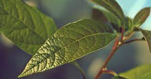 avocado leaf