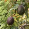 avocado plant