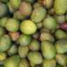 avocado price