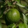 avocado reed