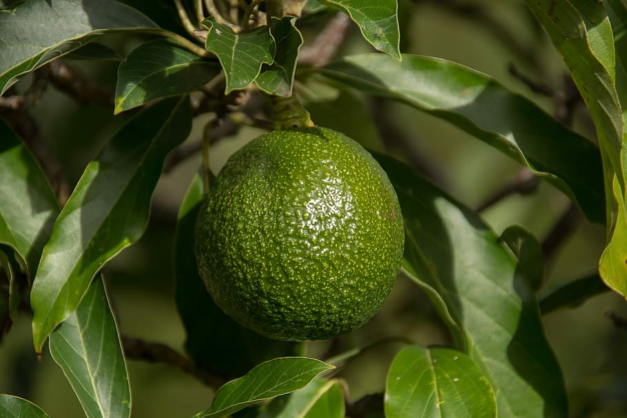 avocado reed