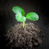 avocado root system