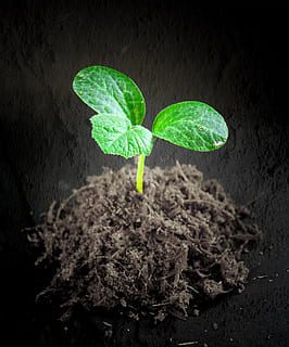 avocado root system