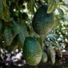 avocado season