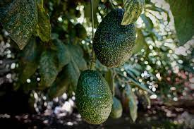 avocado season